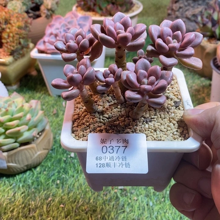 0377啊啊啊啊啊啊啊啊啊