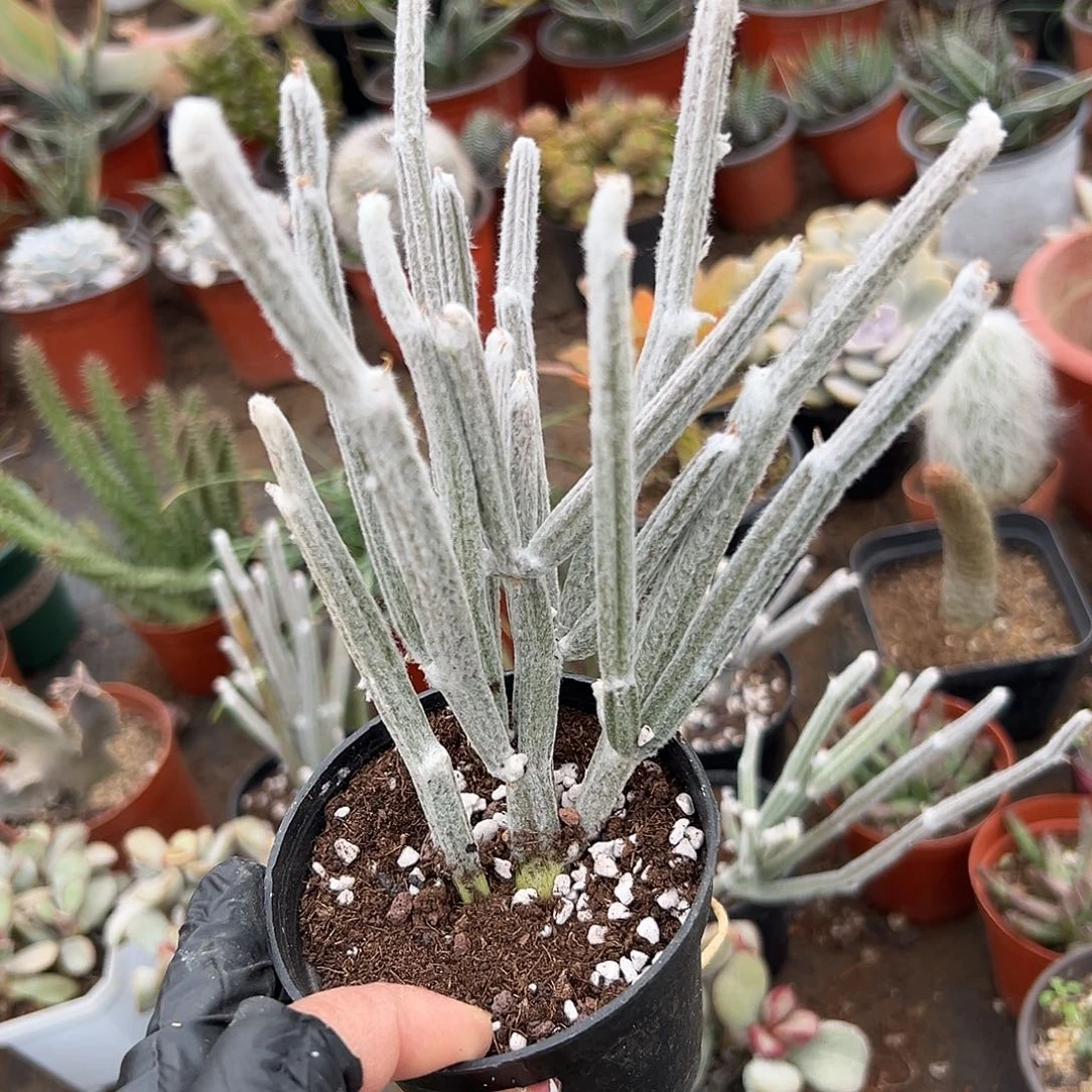 多肉植物棉花群生