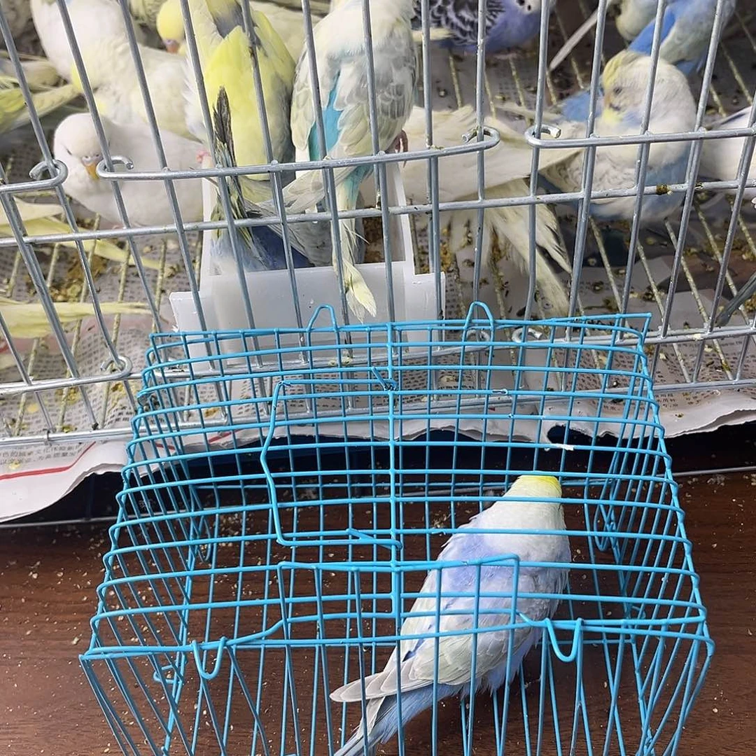 虎皮鹦鹉金彩鹦鹉