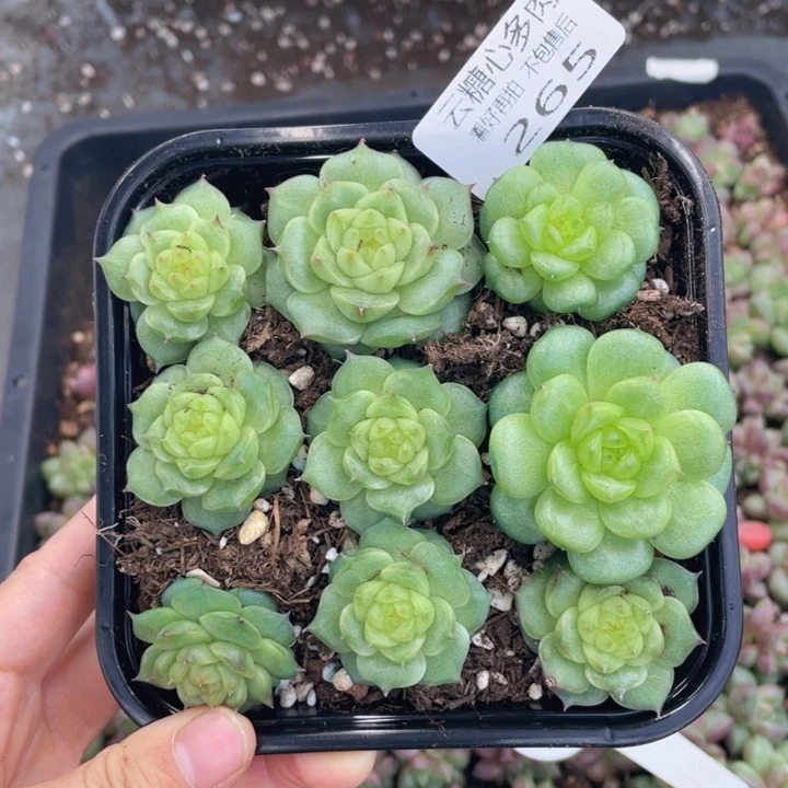 云糖心多肉植物265