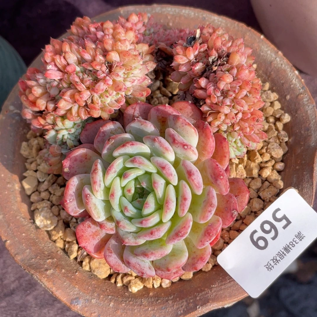 茉****569白胖子缀化多肉植物