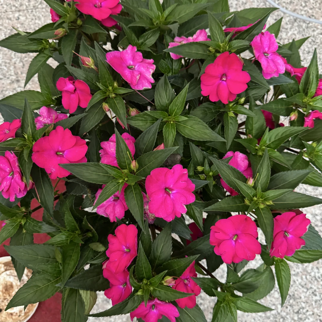 带花苞超级凤仙桑蓓斯，耐寒耐热开花性极好，疯狂爆花，耐晒耐半阴