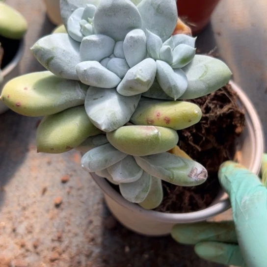 B****o谢谢姐姐～一物一拍7061