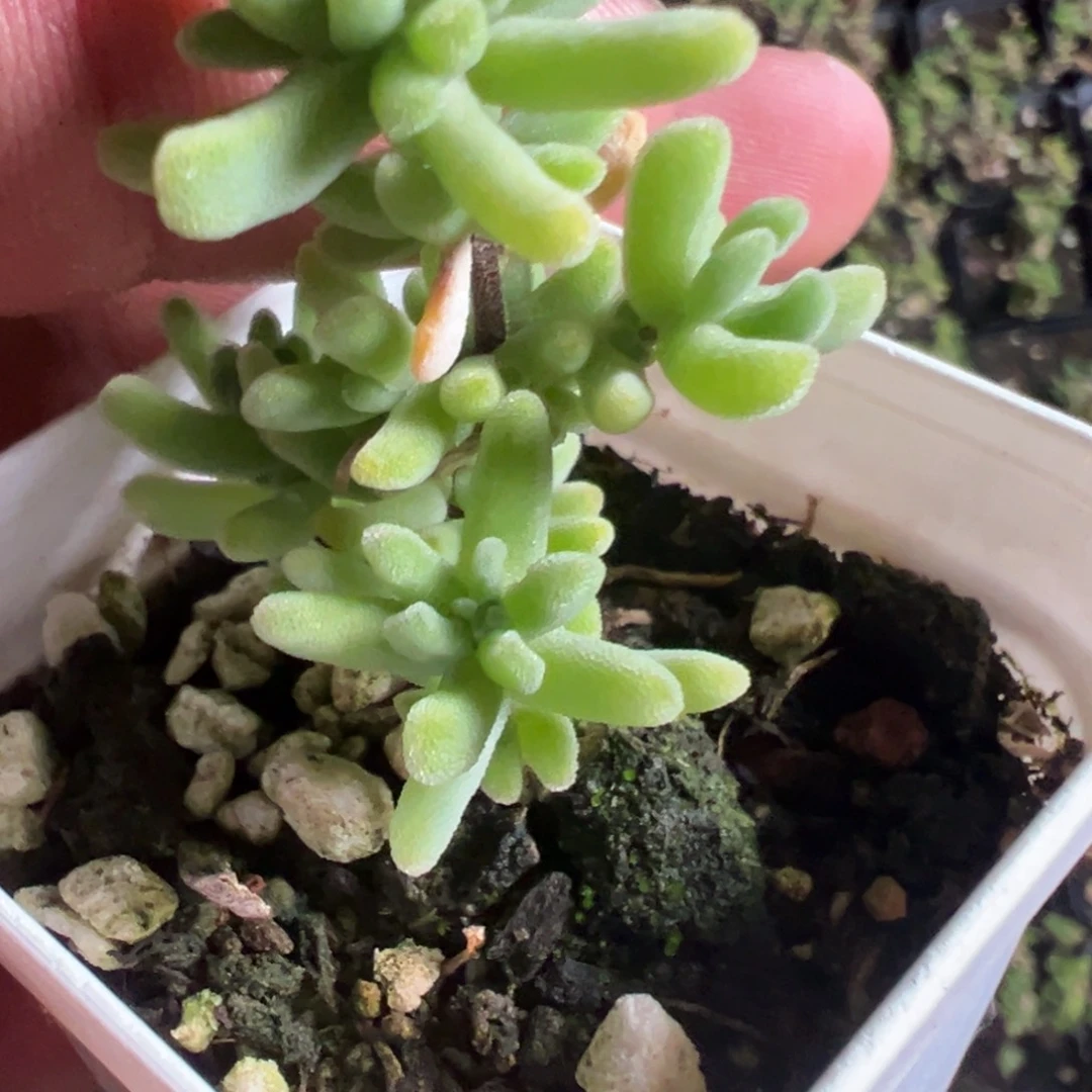 55杯水晶海葵老桩福利