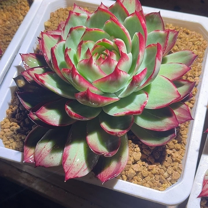 惊鸿仙子多肉植物6803