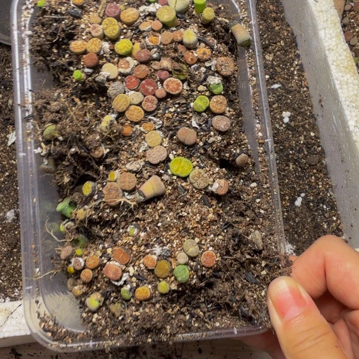 天***为多我的心好痛啊我4