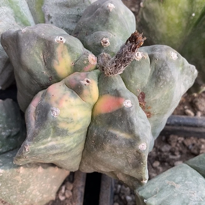 自根散斑龟甲鸾锦