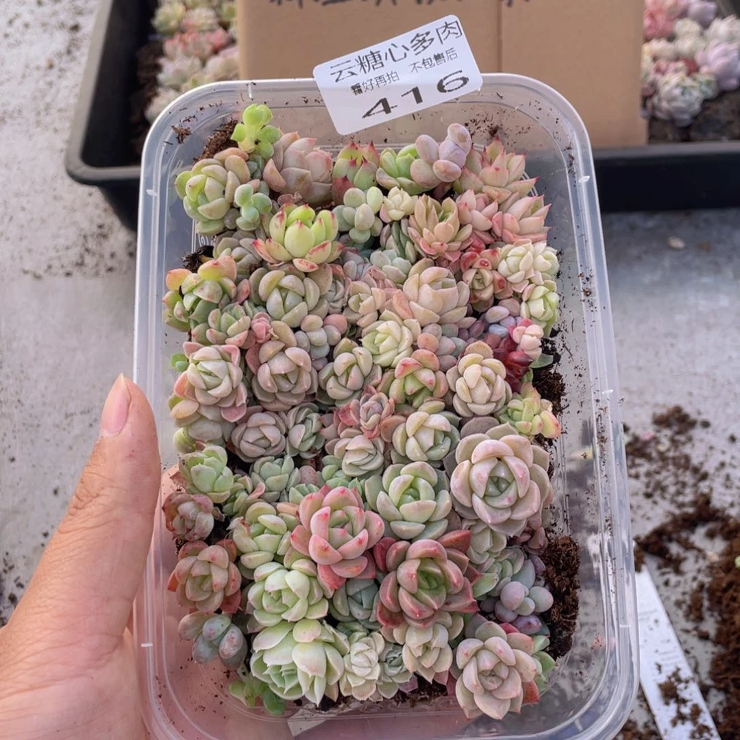 云糖心多肉植物416