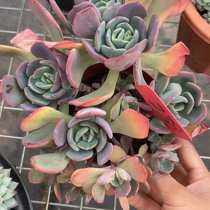 两单包邮，一物一拍238夕雾