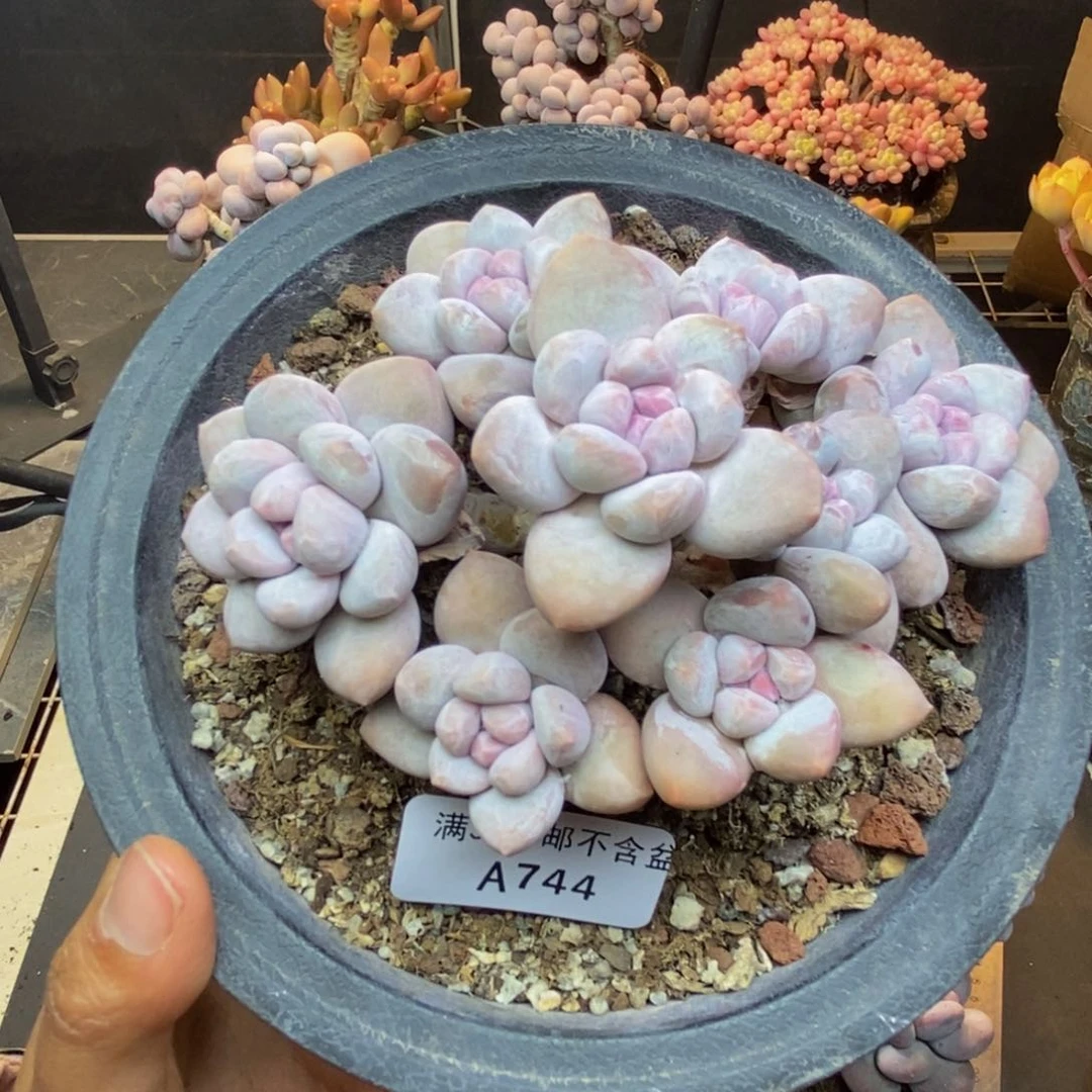 744丸叶香水多肉10c m