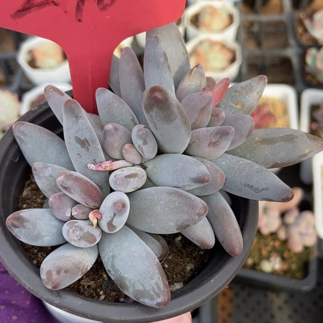 240白兰地多肉植物保护