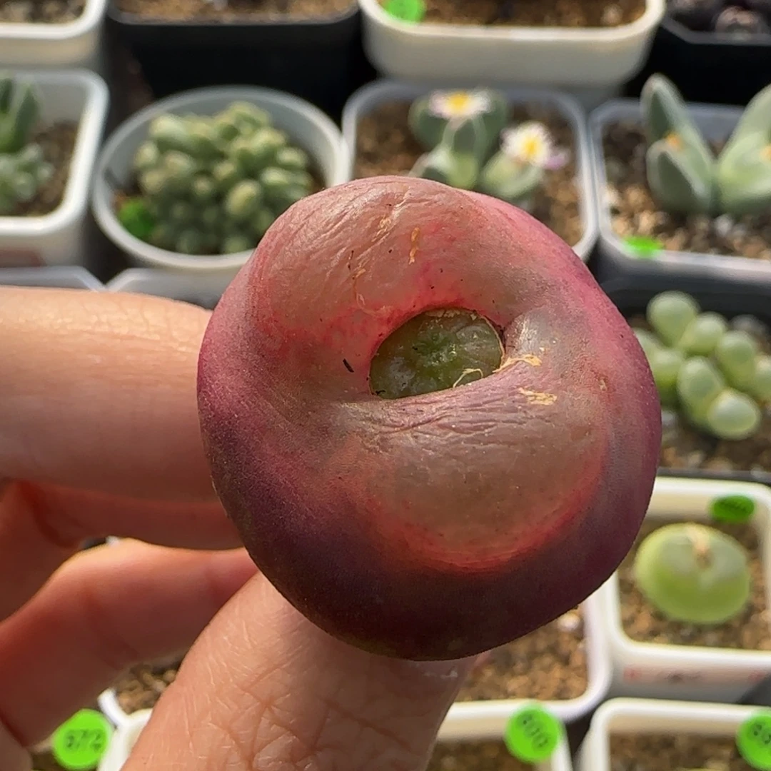 漂亮2.9cm（多肉157