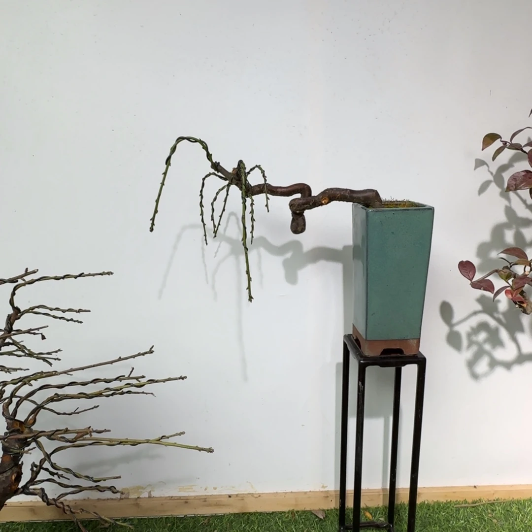 无花朵梅花带盆包邮