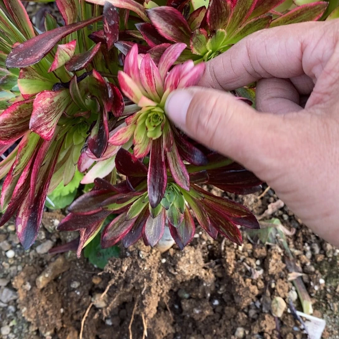 柠***?298莫兰迪砍过多肉植物