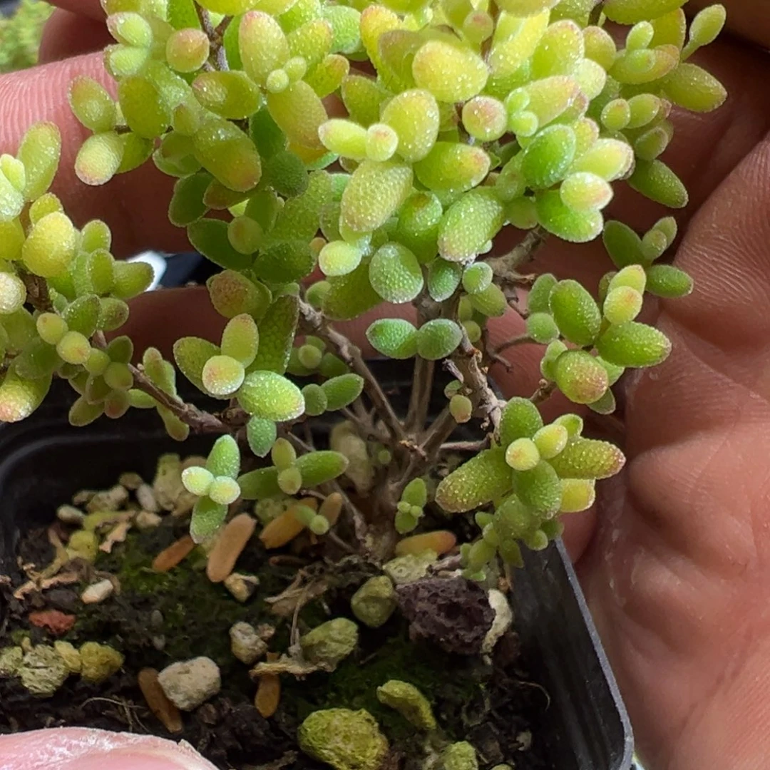 糖球奶油福伦锦55杯老桩