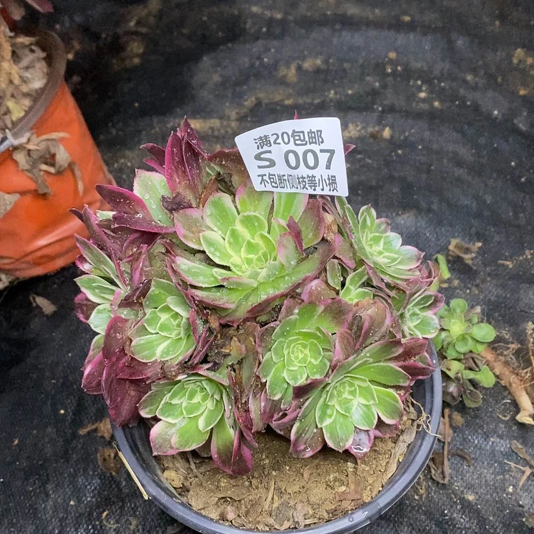 007水蜜桃万彩灯多肉