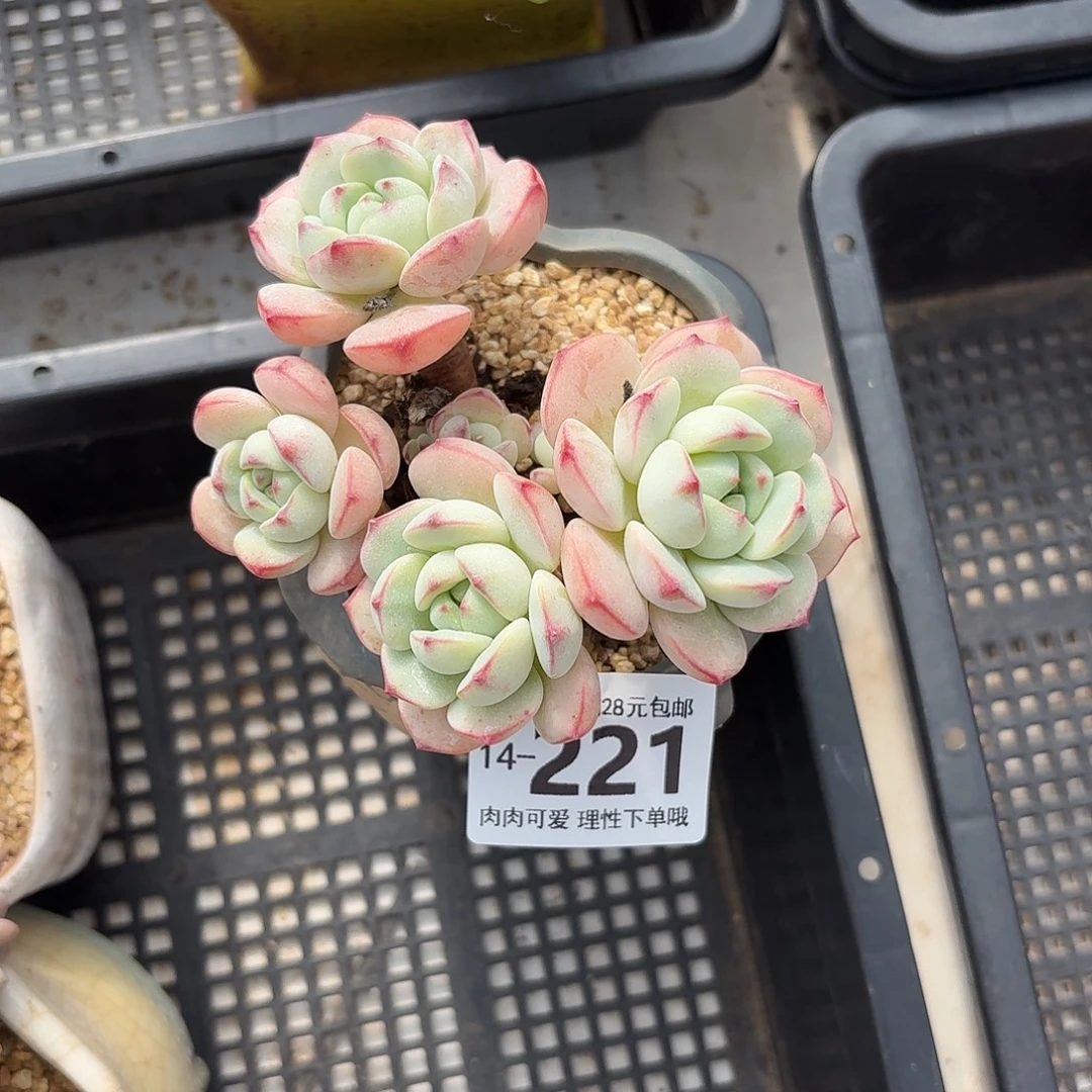 白底香草无盆土发货无