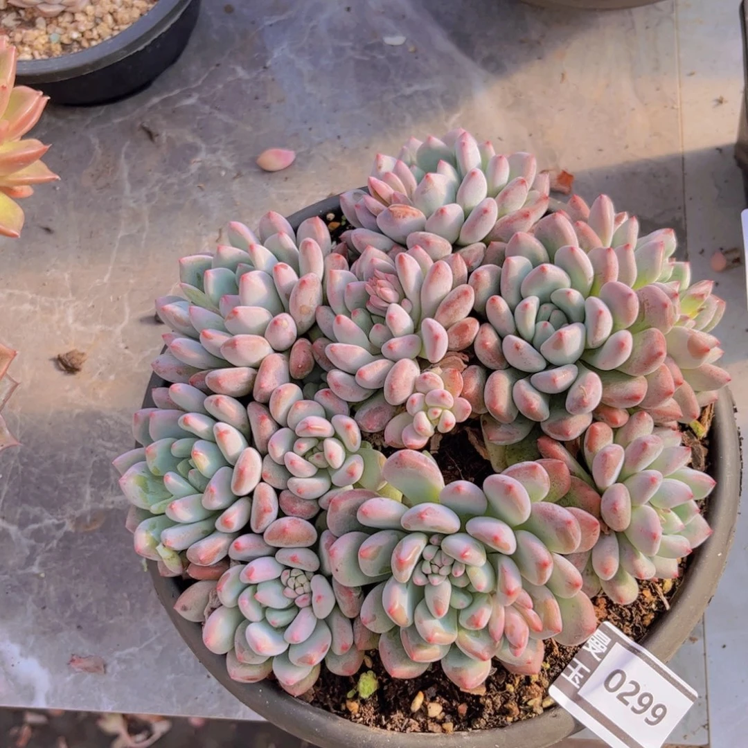 不知名多肉植物0299