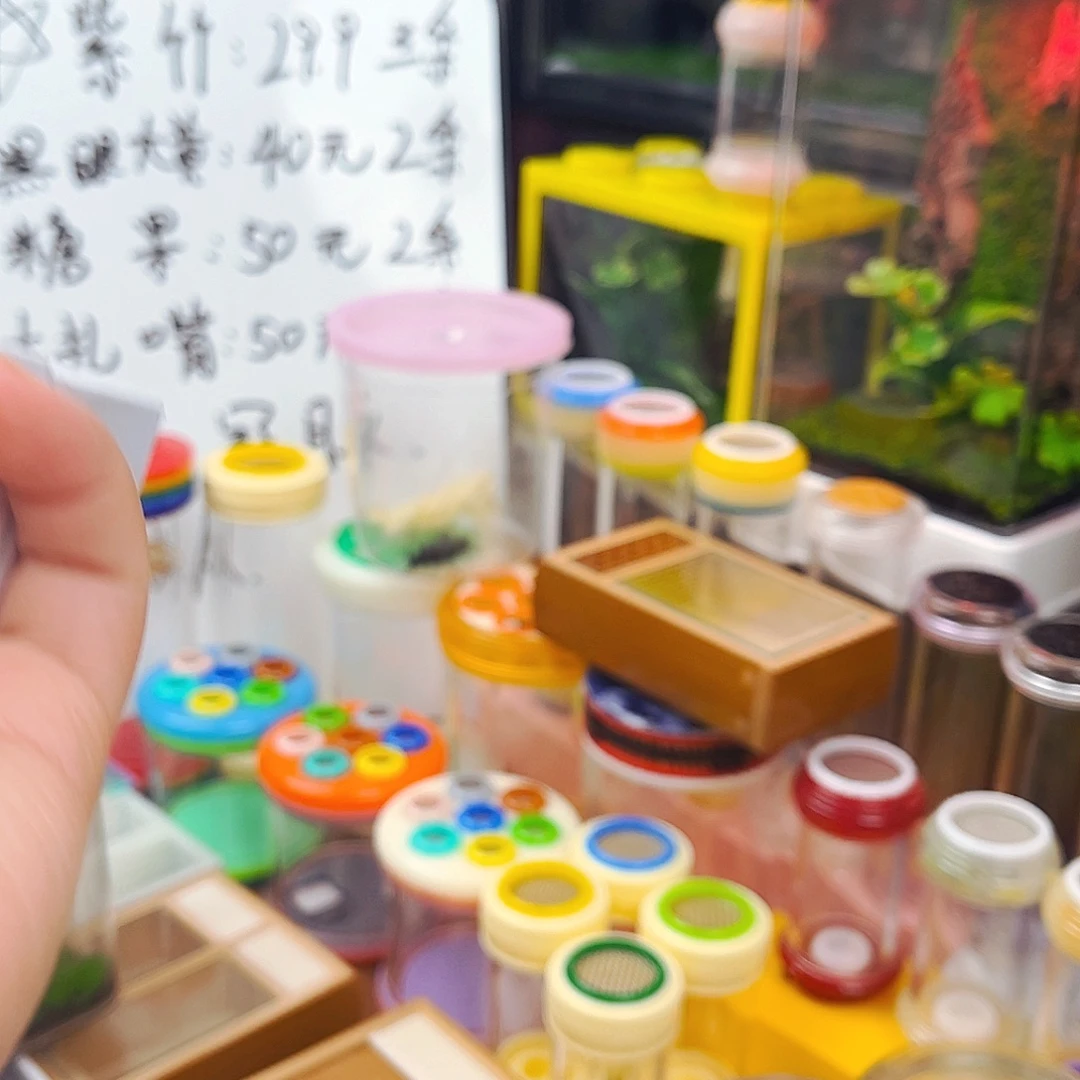 3条紫竹拍拍拍拍拍