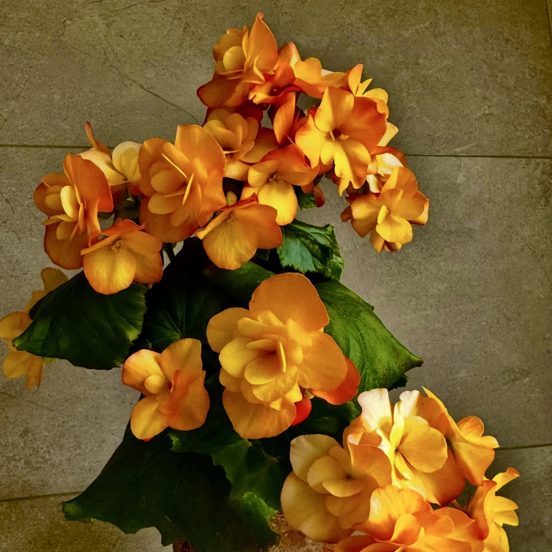 杏黄色海棠进口种子10粒جۇزەرەڭ خەيتاڭ ئىمپورت ئۇرۇقى 10دانچە