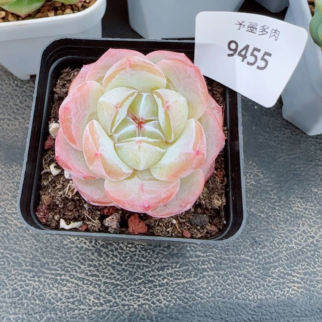 星月，9455多肉植物