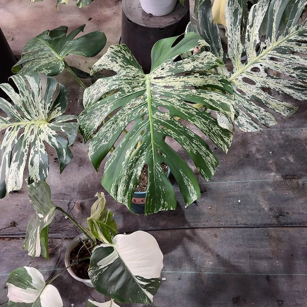 无花朵五页大妙蛙种子