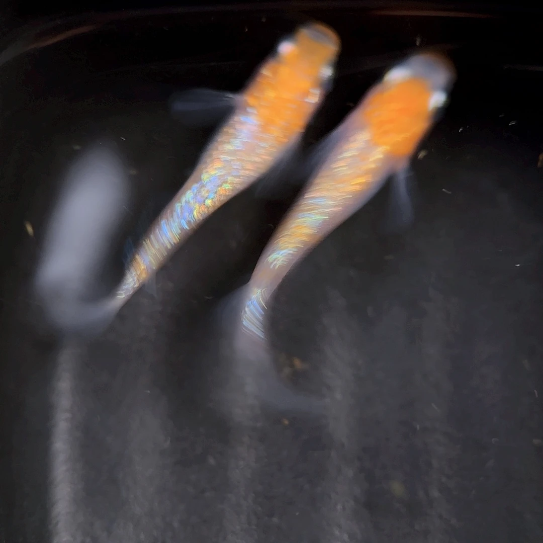 青鳉编号69 王华一对