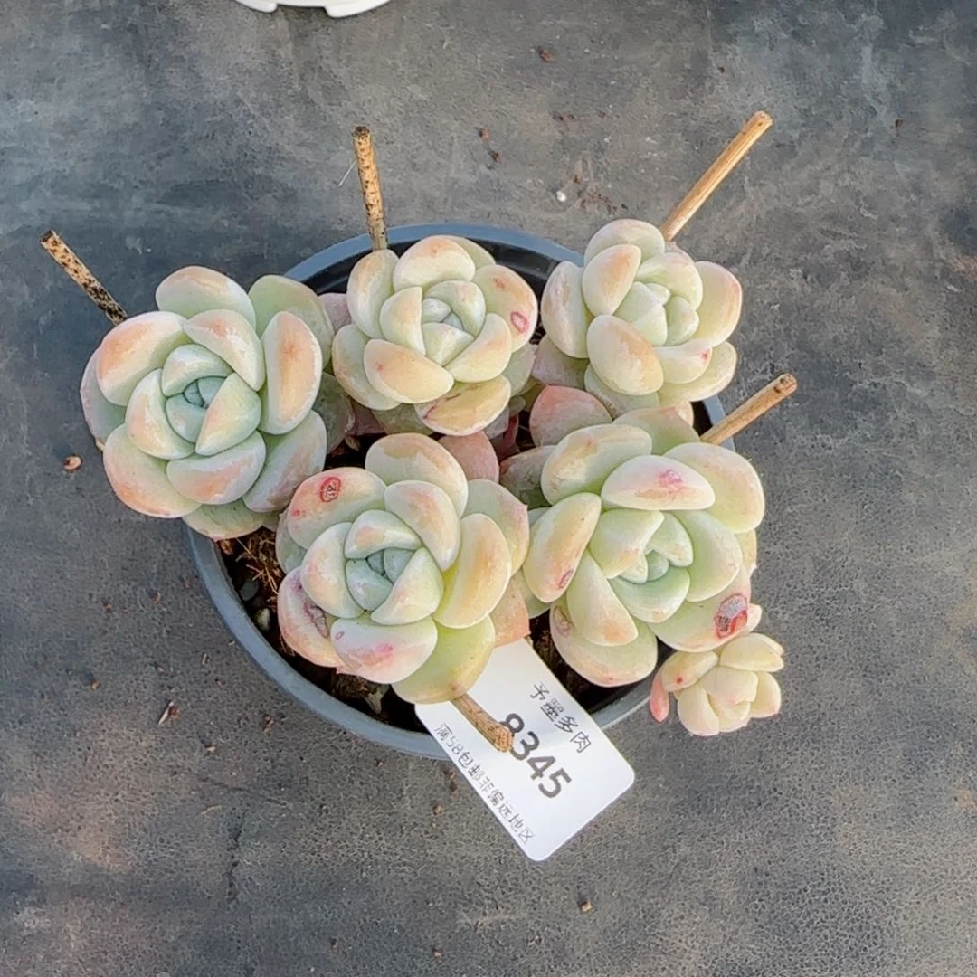 美*长杆冰玉，8345多肉植物
