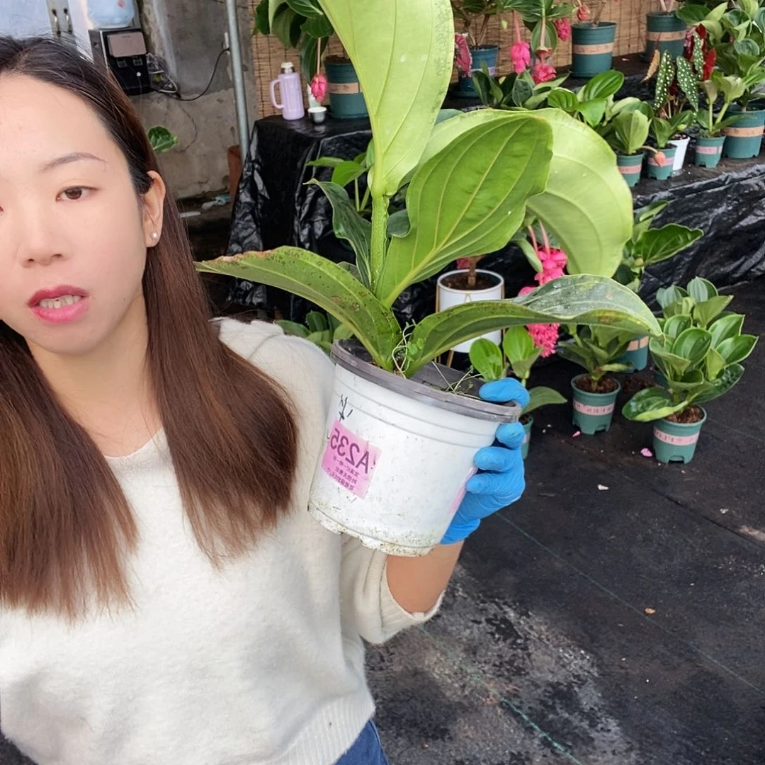 木本植物O*哒木本花卉235