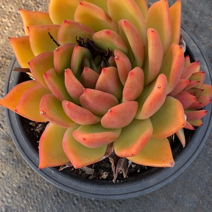 D470 直播福利 东云