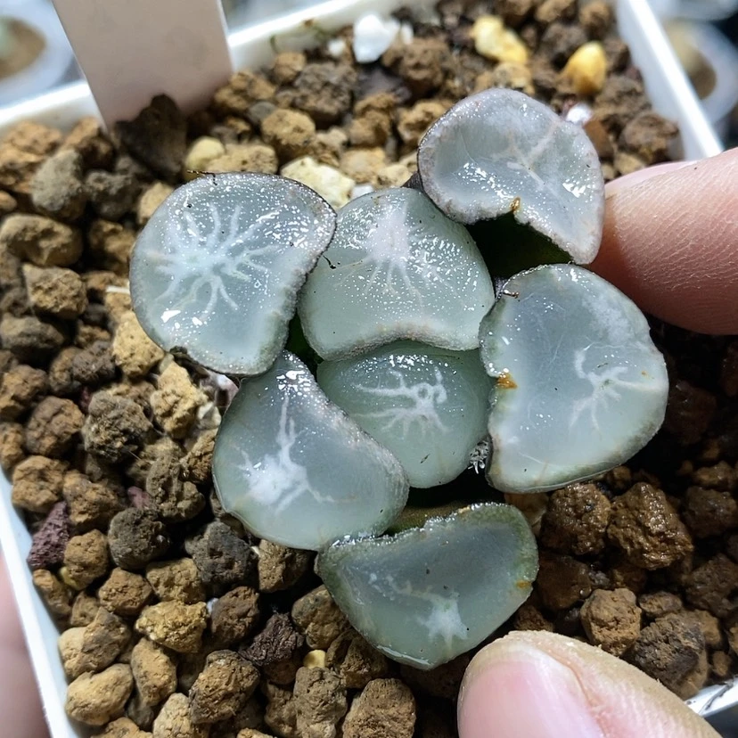 【闪购商品】239望乡