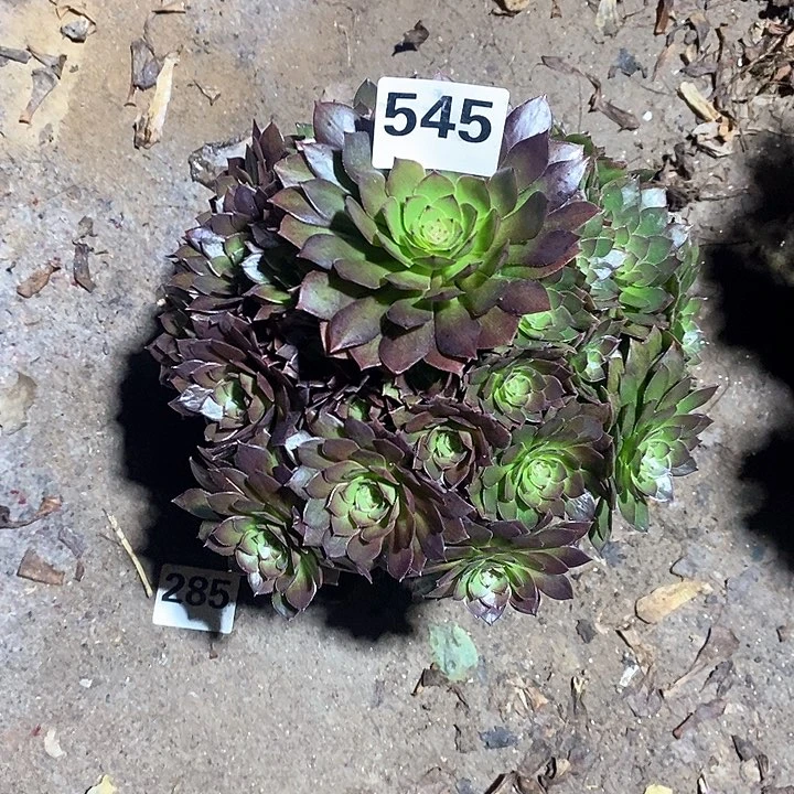 幸**人法师植物一物一拍12345678