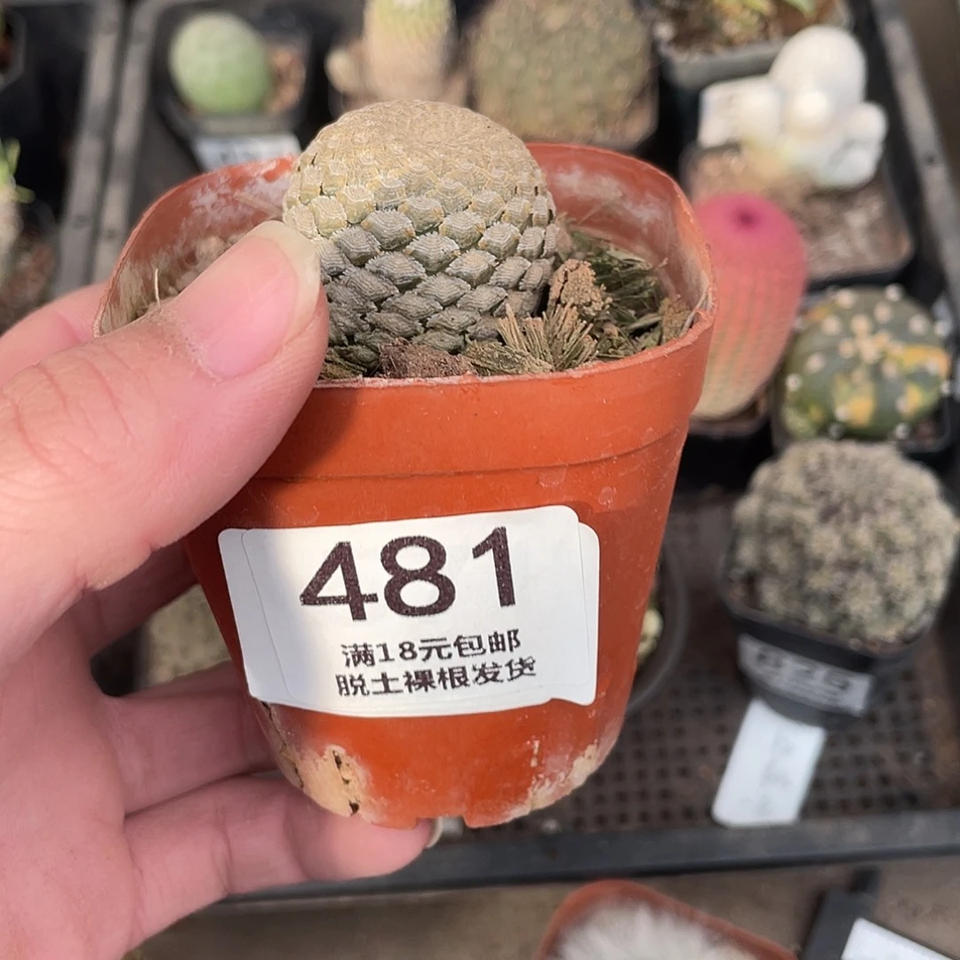 481鱼鳞大戟（满18包邮）