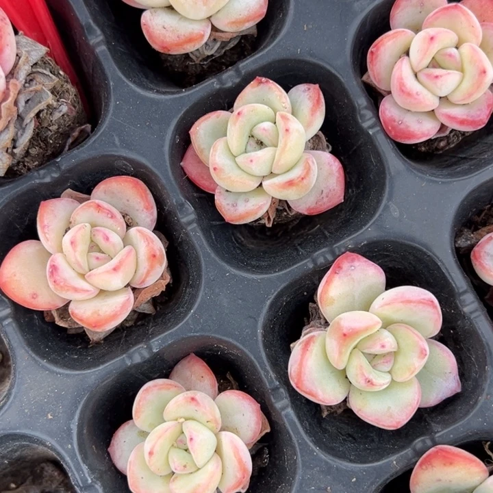 泡芙4颗2.5cm 量拍多肉满20包邮初7发