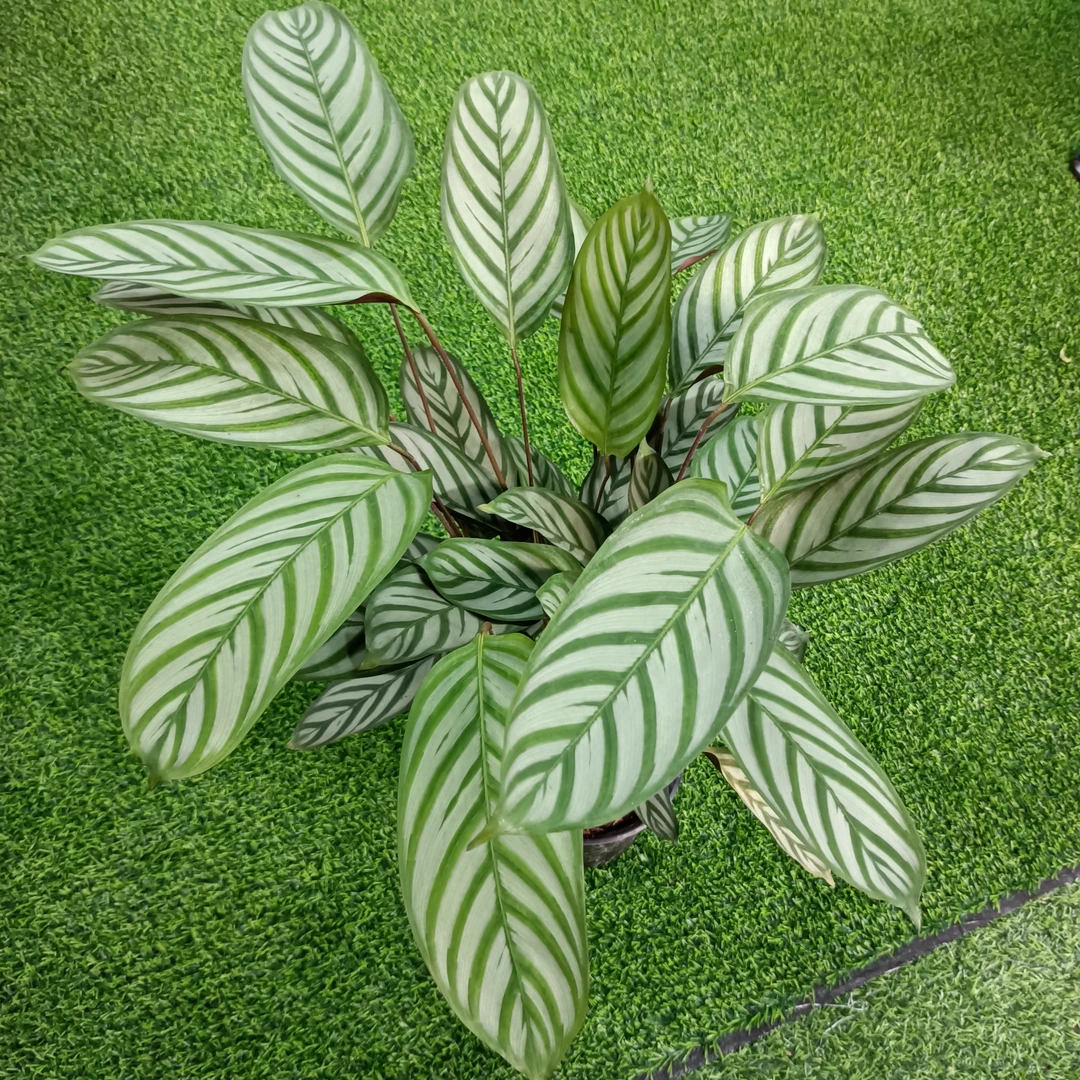 次日达-飞羽竹芋盆栽顺丰包邮