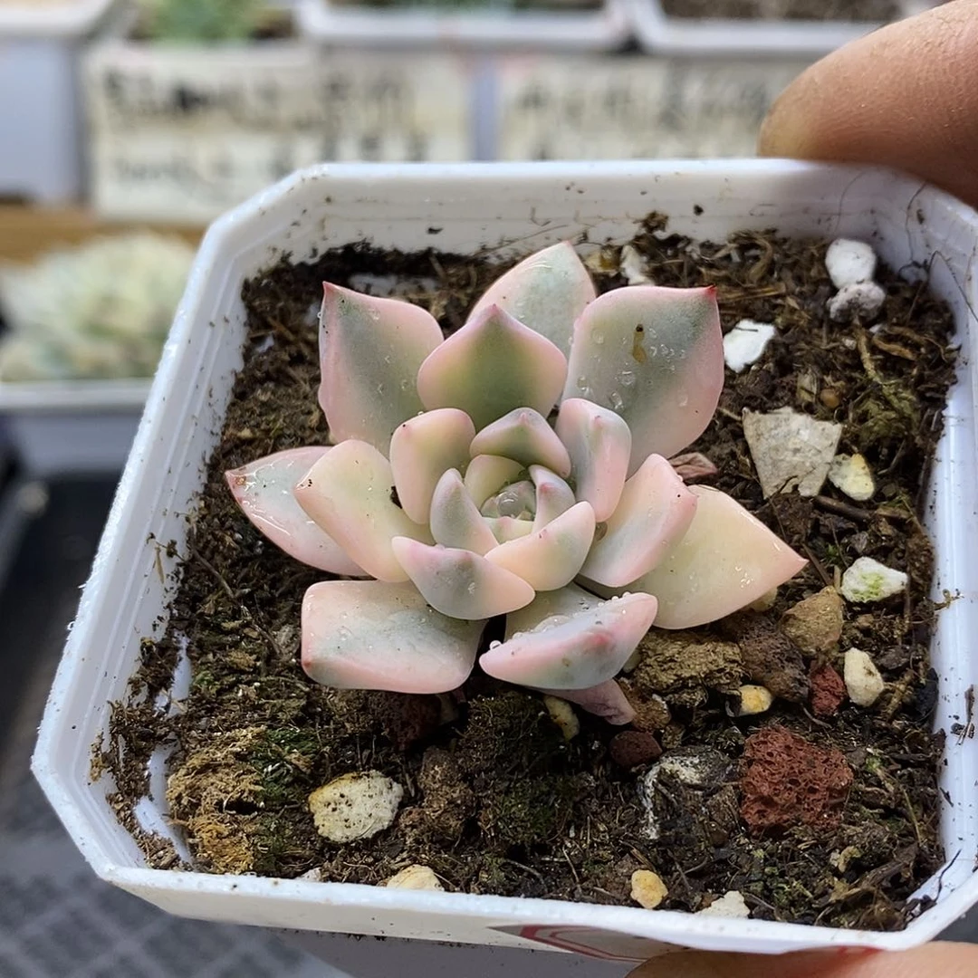 0933 红粉佳人宽锦