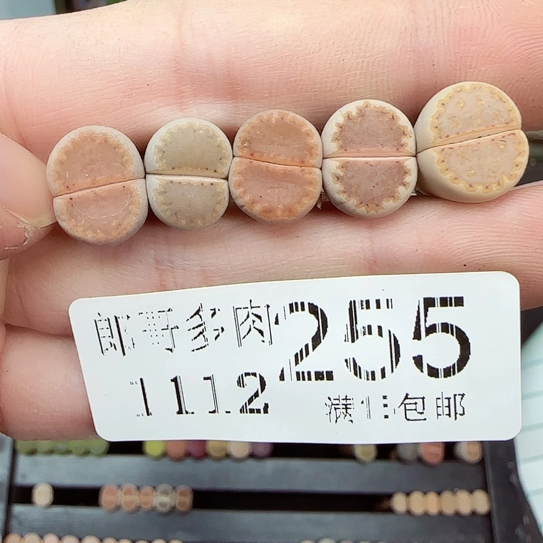 满满118包邮1112-255