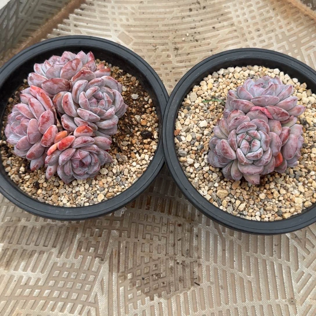 无花朵石榴籽4头    模特