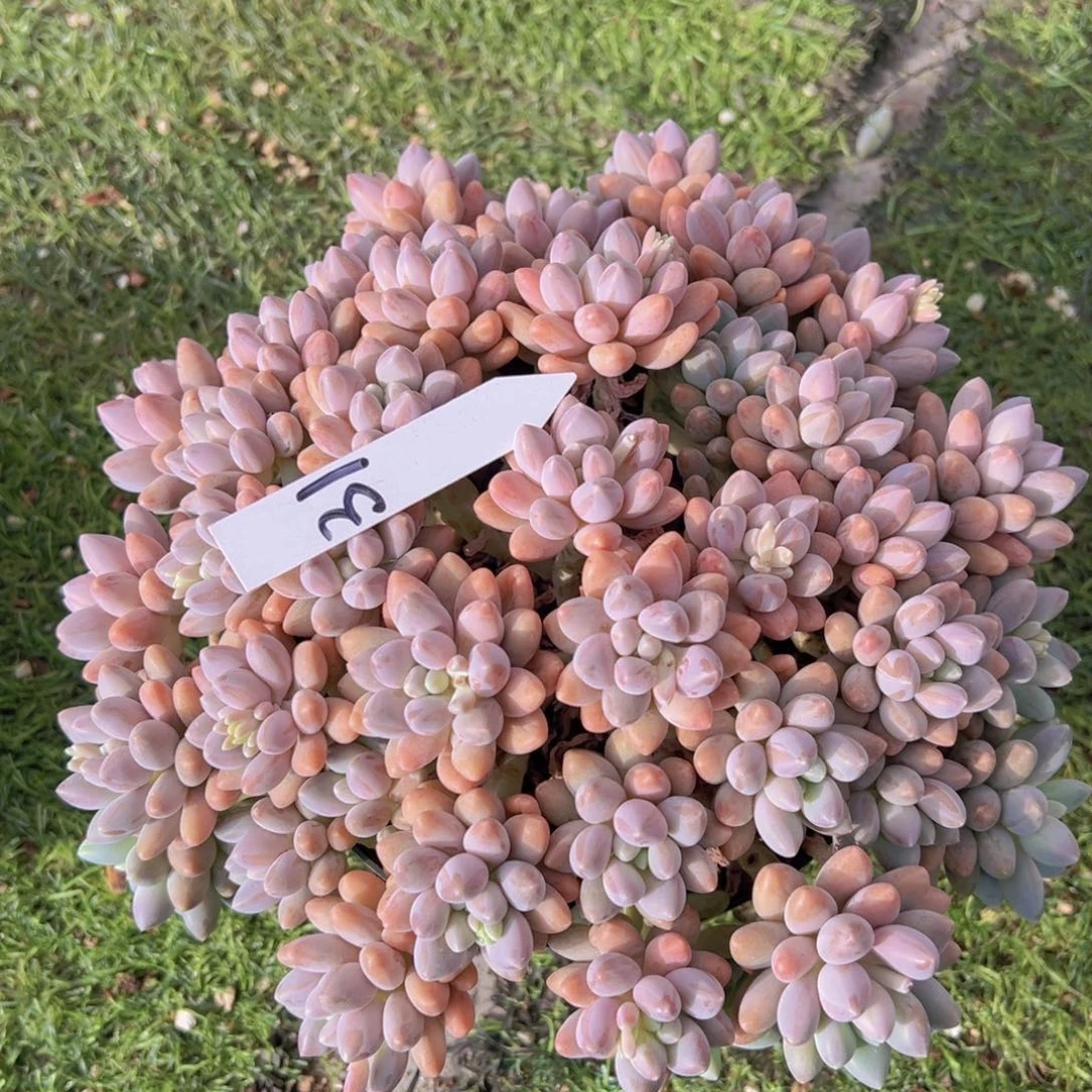 香玉等多种名贵的产品和服务