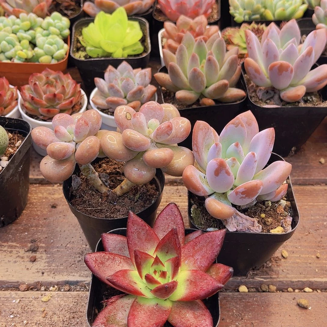 桃蛋➕罗卡➕奥普福利套餐➕红茶