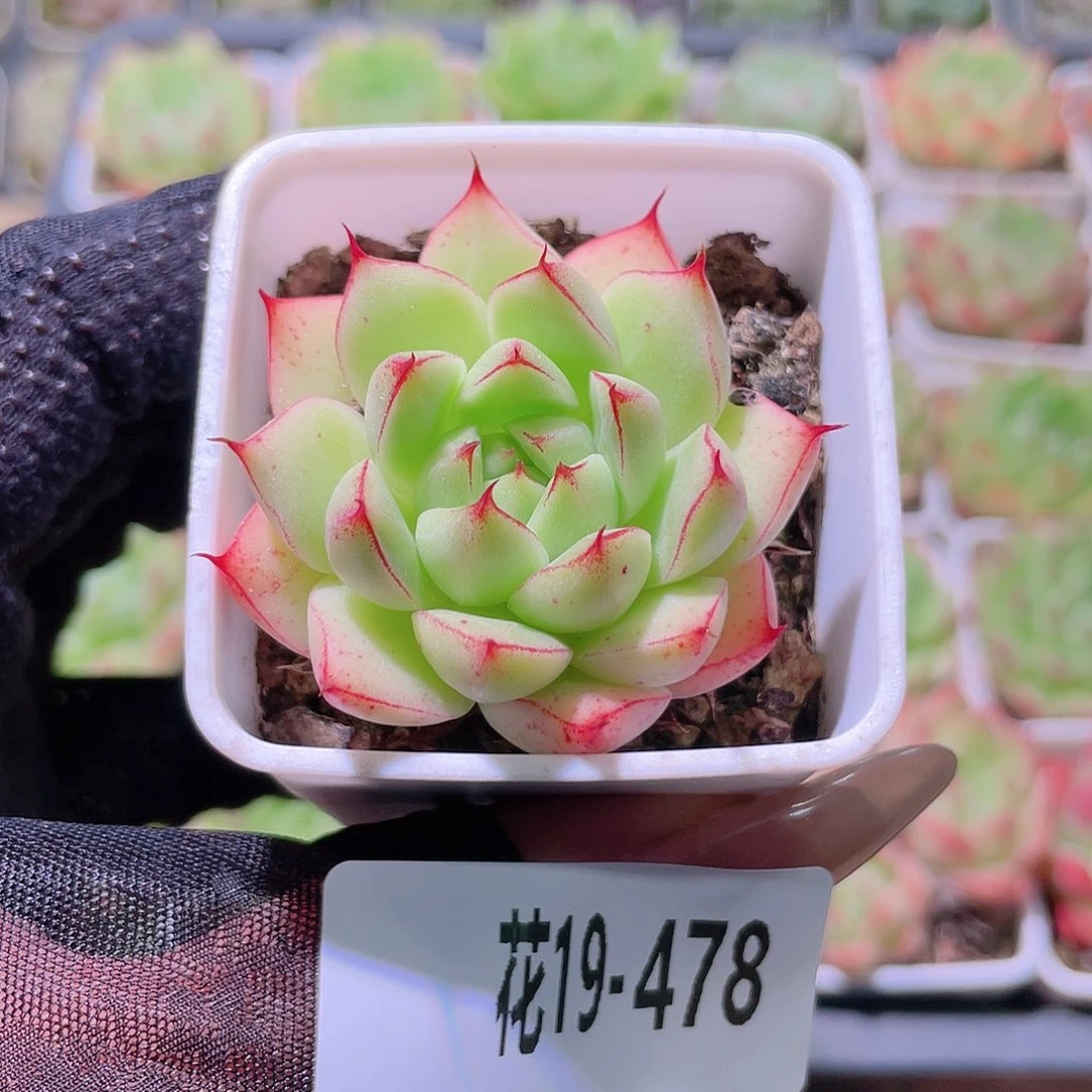 花利美19-478海王