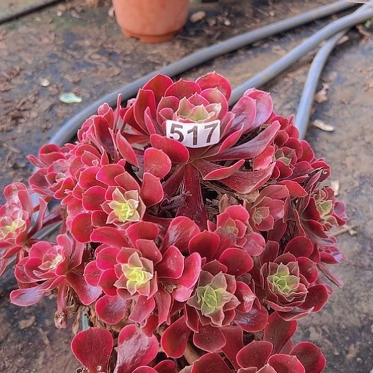 *****多肉植物一个凤冠