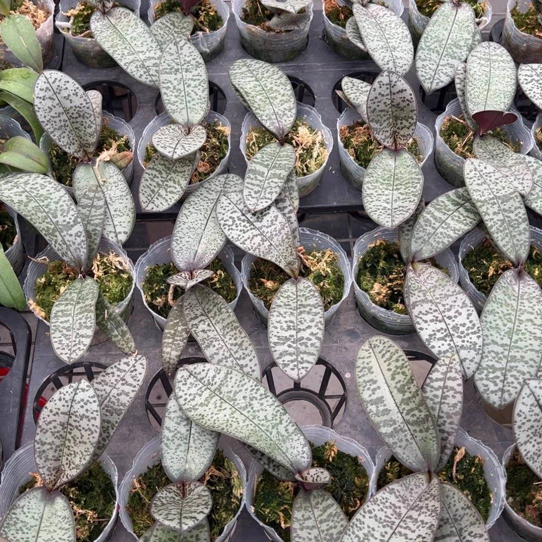 当前无花栽培后可以开花tkb西交银叶西