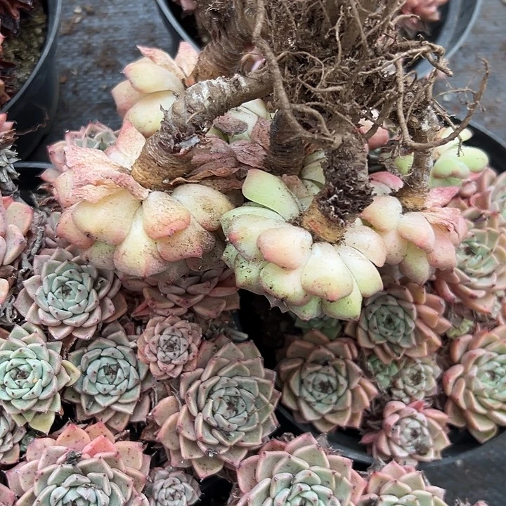 黄金纱罗姬牡丹。