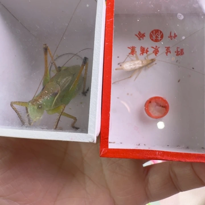 蟋蟀精品套餐大吉尔和柬埔寨长须竹蛉