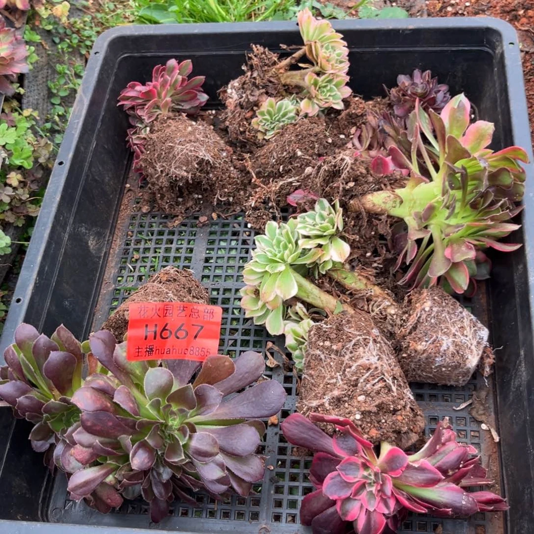 框拍667多肉植物法师