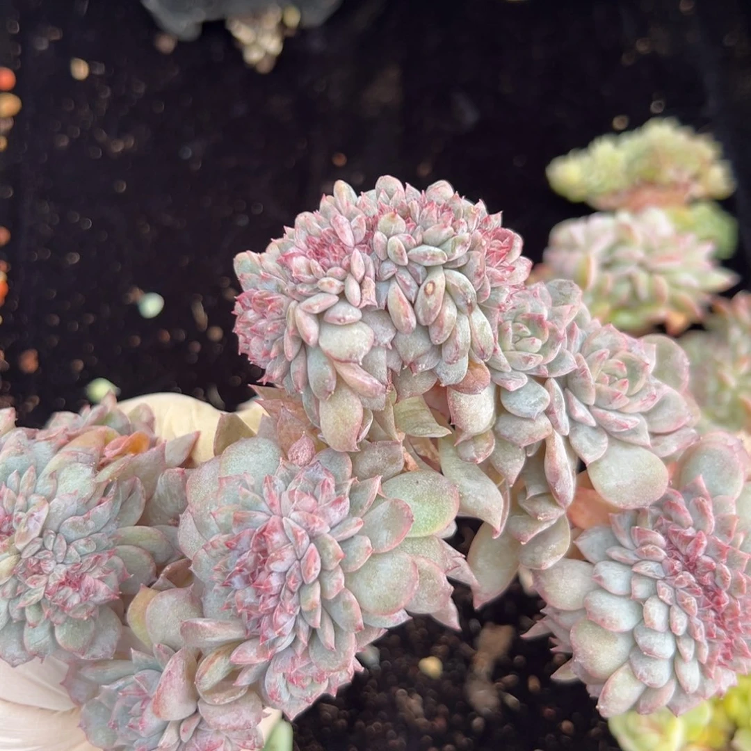 l***x新年快乐 新年快乐