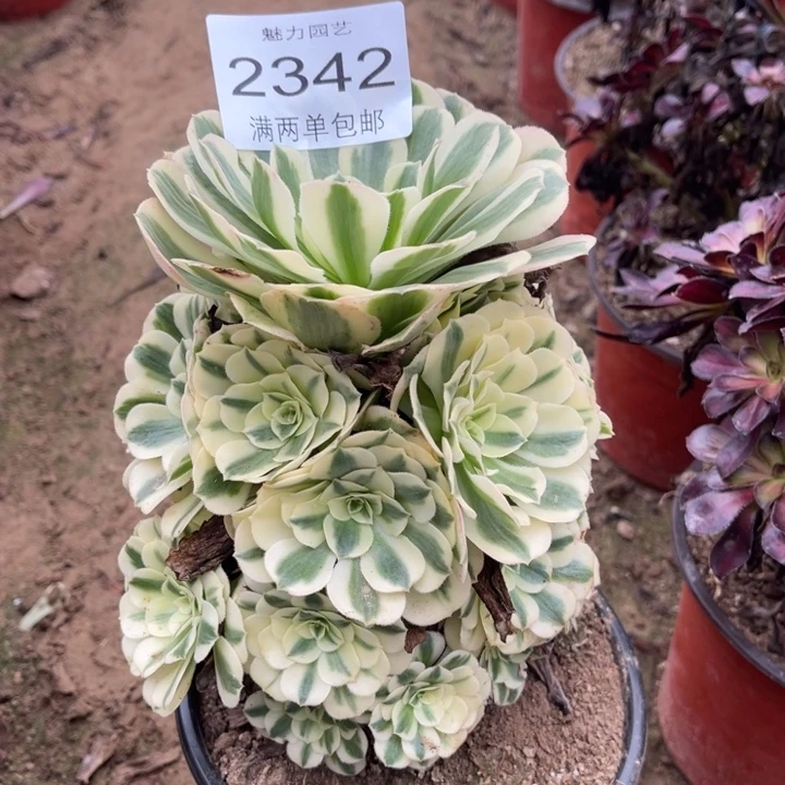 迈巴赫的的人2342