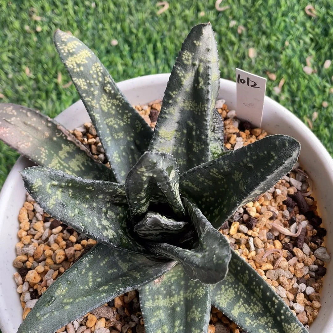 1012脱土发货111111