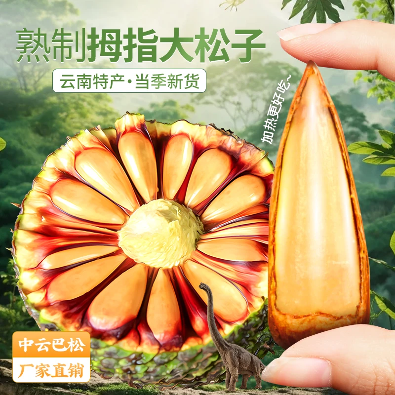 巴拉那松松子 拇指大松子 松子有拇指大  送人送礼 高端坚果零食